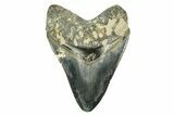 Serrated, Fossil Megalodon Tooth - Indonesia #309209-1